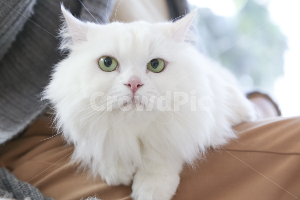 book,reading,Motherinlaw,kitty,Companion,old man,white,mammal,white cat,cat,animal,female,mammalia,pet