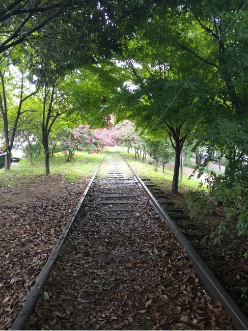 기찻길,나무,낙엽,길,그늘,자연,풍경,nature,landscape,rail,레일,transportation,교통,train track,railway,철도,road,도로,gravel,자갈,dirt road,흙길