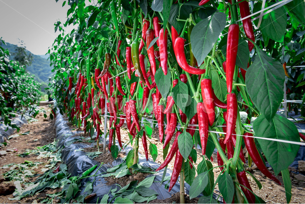 고추,고추밭,빨간고추,빨간,맛있는,매운,식물,그린,레드,채소,야채,vegetables,농업,농사,agriculture,farming,farming industry