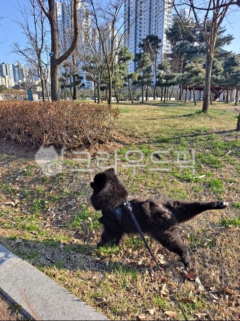 강아지,포메라니안,블랙포메,개,블랙포메라니안,동물