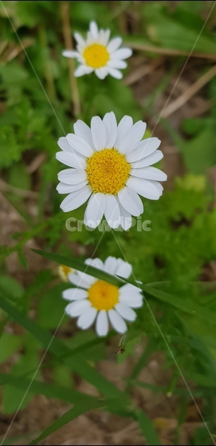 열매,6월,꽃,자연,식물,풀,들풀,들꽃,야생화,flower,plants,nature,배경,봄,여름