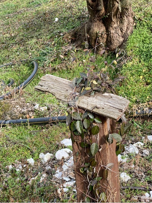숲,나무,나무토막,자연경관,야생,식물,plant,tree