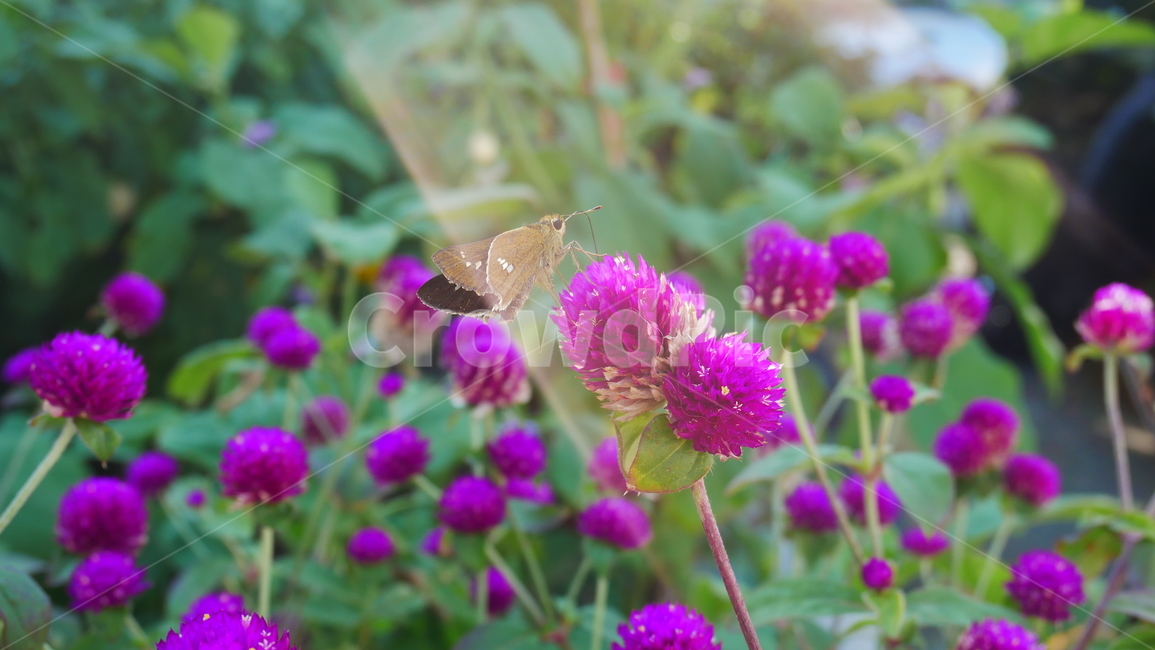 보라색꽃,나비,꽃,감성사진,감성,식물,자연,plants,nature,꽃,flower