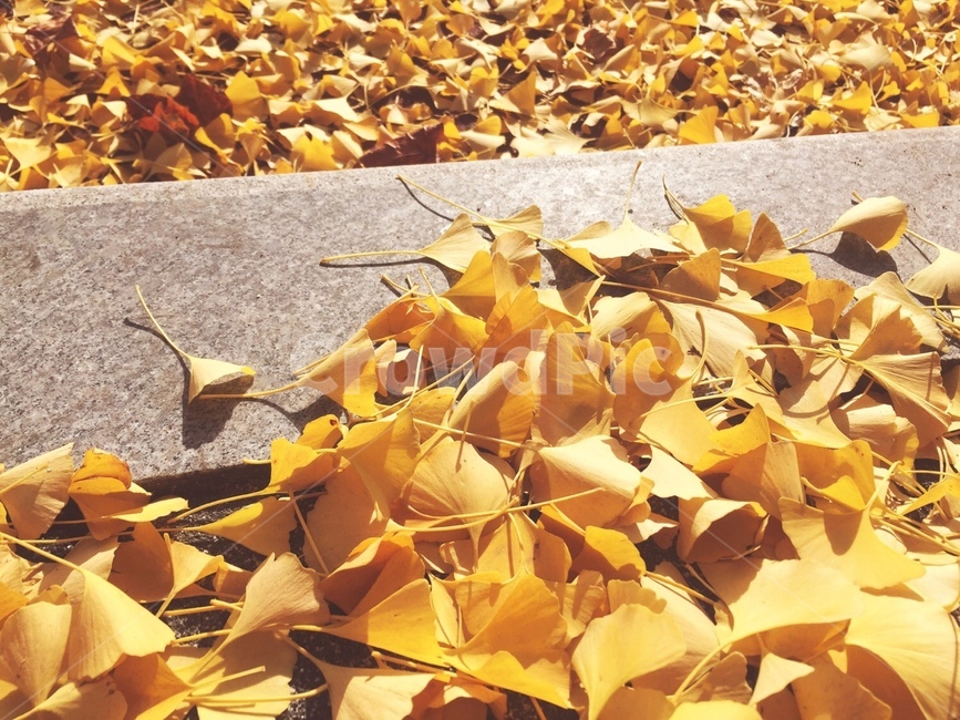 가을,은행,은행잎,낙엽,감성,분위기,fall,mood,가을,계절,fall,autumn,season,leaf,잎,plant,식물