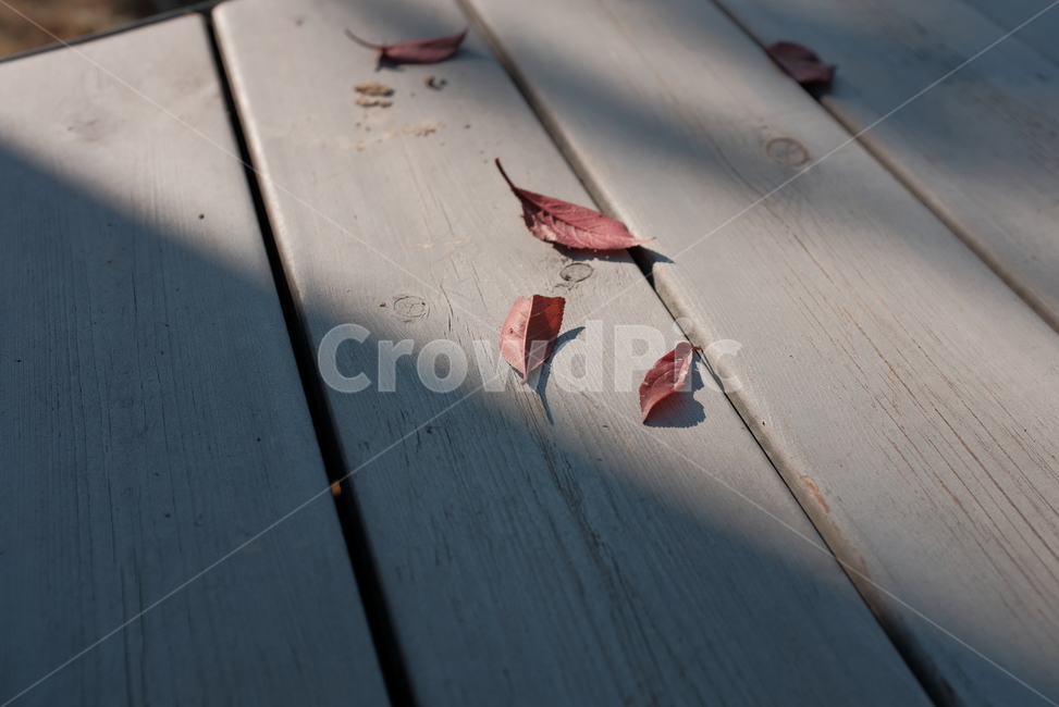 나뭇잎,낙엽,잎,그림자,나무,가을,계절,fall,autumn,season,plant,식물,leaf,animal,동물,bird,새