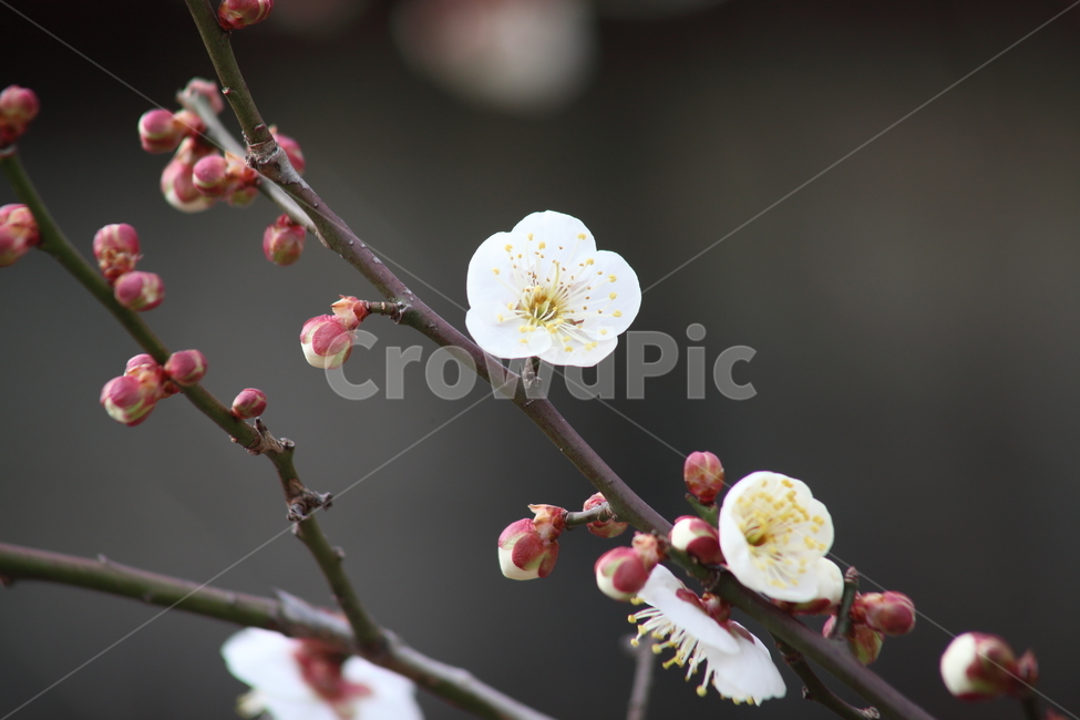 매화,꽃,japaneseapricot,prunusmume,봄,식물,자연,plants,nature,꽃,flower