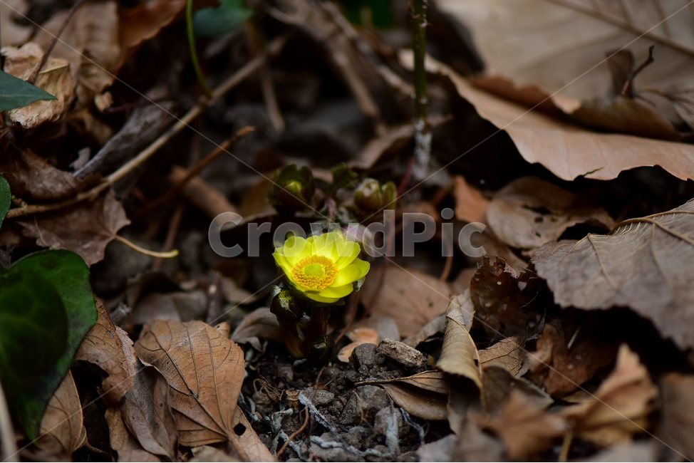 복수초,얼음새꽃,개복수초,2018년,2월,야생화,꽃,생태,식물,자연,들꽃,산꽃,봄,감성,힐링,플라워,계절,시즌,wild,Flower,plants,nature,spring,season,배경,나무,목본,풀,초본,노란색,미나리아재비과,복수초속,flower,부산,식물,자연,plants,nature,꽃,flower