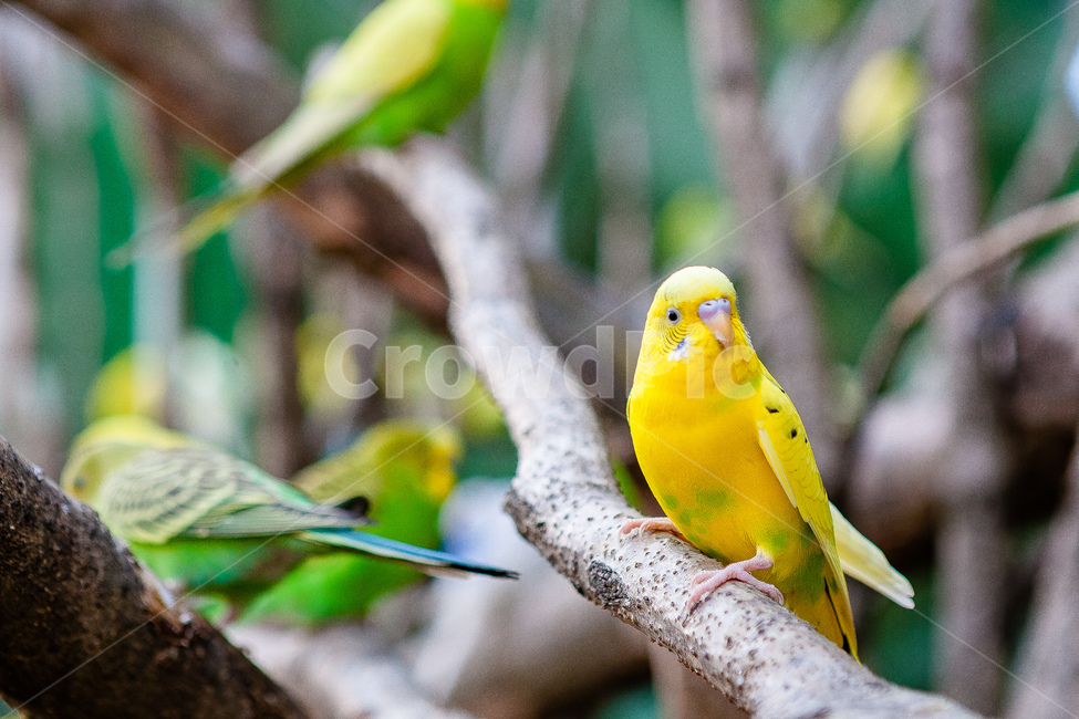 앵무새,동물원,새,생명,동물,날개,동물,animal,조류,새,birds