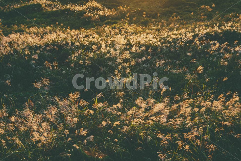 가을,노을,해질녘,자연,감성,sunset,가을,계절,fall,autumn,season,field,들,grassland,목초지,outdoors,옥외