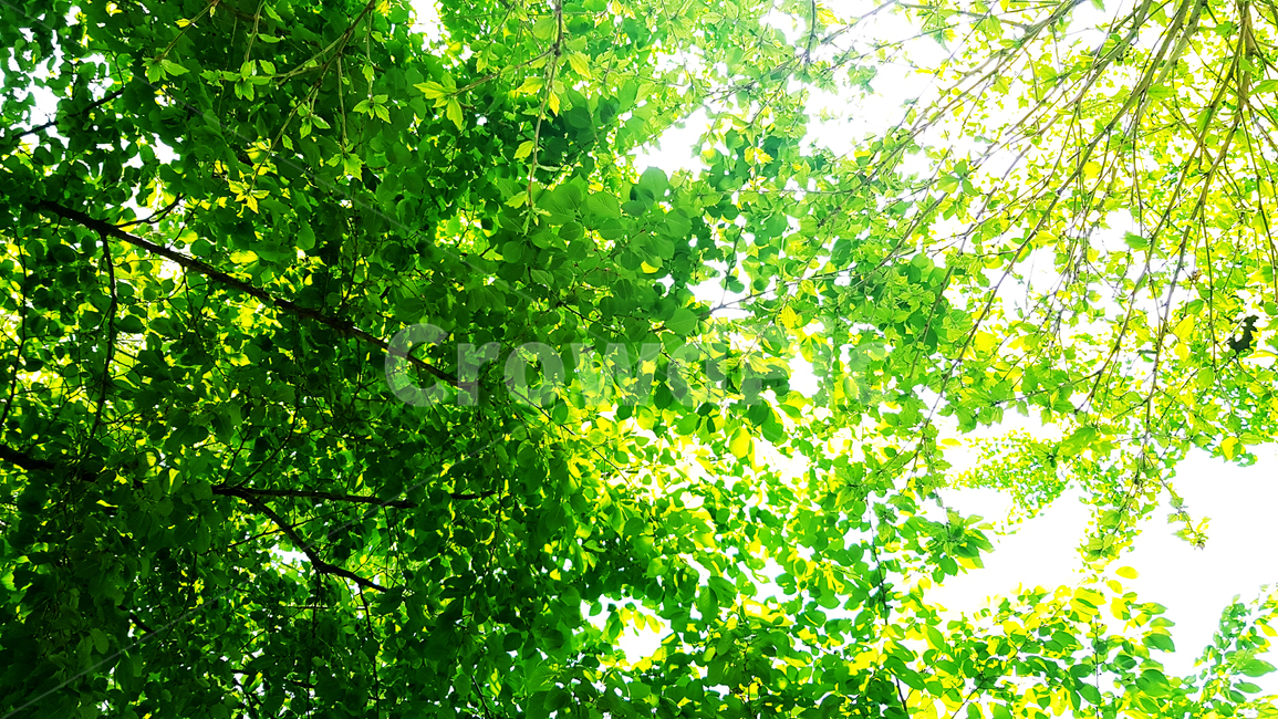 숲,나무,나뭇잎,빛,태양,sunny,sun,plant,tree,light,leaf,식물,자연,plants,nature,나무,trees,wood