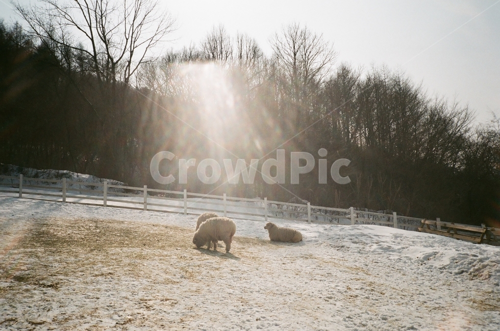 감성사진,감성,emotional,film,필름,필름카메라,강릉,양,목장,겨울,winter,겨울,계절,winter,season,동물,animal,포유류,mammal,감성,sensible,feeling,휴식,힐링,rest,relaxation,healing,산업,industry,industrial,목축업,목장,livestock farming,ranching,pasture