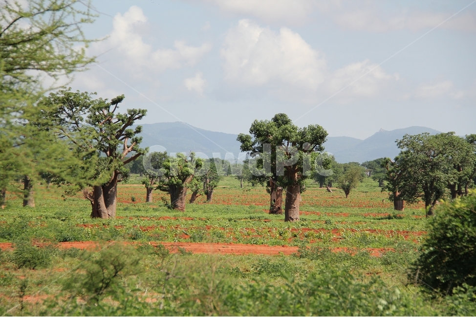 탄자니아,바오밥나무,아프리카,벌판,도도마,나무,하늘,자연,풍경,nature,landscape,해외,외국,세계,foreign,oversea,world,세계자연풍경,해외자연풍경,외국자연풍경,world nature landscape,field,들,outdoors,옥외,grassland,목초지