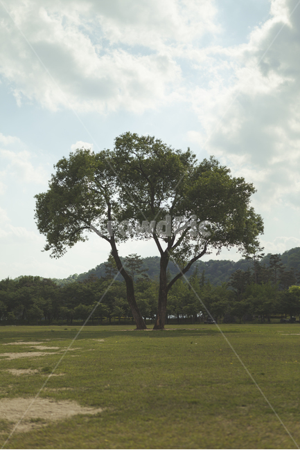 대청호반생태공원,나무,풍경,맑은날,구름,식물,자연,plants,nature,나무,trees,wood,휴식,힐링,rest,relaxation,healing