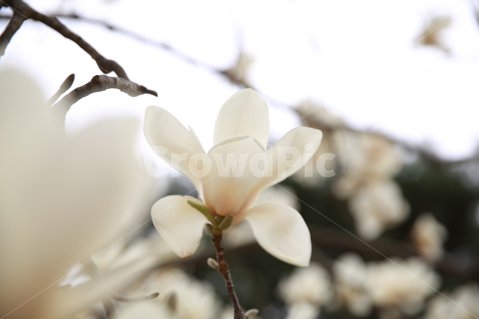 plant,식물,flower,blossom,꽃,꽃잎,식물,자연,plants,nature,꽃,flower