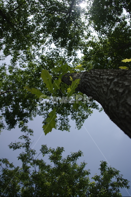 하늘,빛,초록,나무,잎,꽃,flower,식물,plant,식물,자연,plants,nature,나무,trees,wood