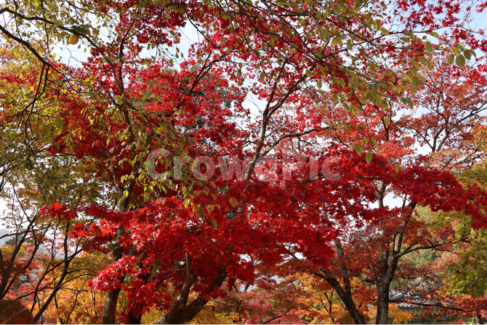 가을,단풍,나무,식물,autumn,fall,tree,plant,leaf,maple,가을,계절,fall,autumn,season