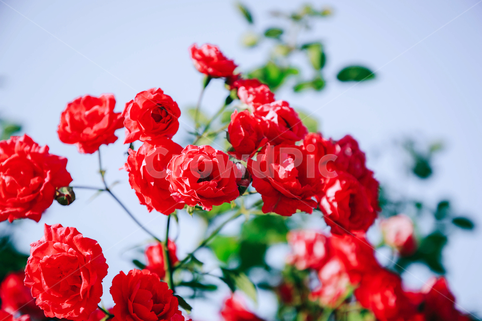 꽃,장미,붉은,빨간,아름다운,5월,자연,식물,꽃잎,잎파리,flower,rose,햇살,햇빛,햇볕,식물,자연,plants,nature,꽃,flower