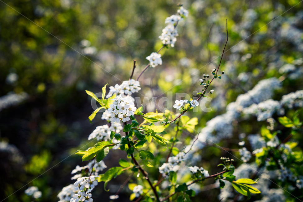 자연,풍경,꽃,식물,봄,가을,감성,식물,자연,plants,nature,꽃,flower,감성,sensible,feeling,휴식,힐링,rest,relaxation,healing