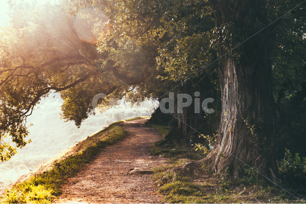 tree,나무,plant,식물,road,도로,gravel,dirtroad,흙길,treetrunk,나무줄기,자연,풍경,nature,landscape,나무,trees,wood,dirt road,자갈,tree trunk,나무 줄기