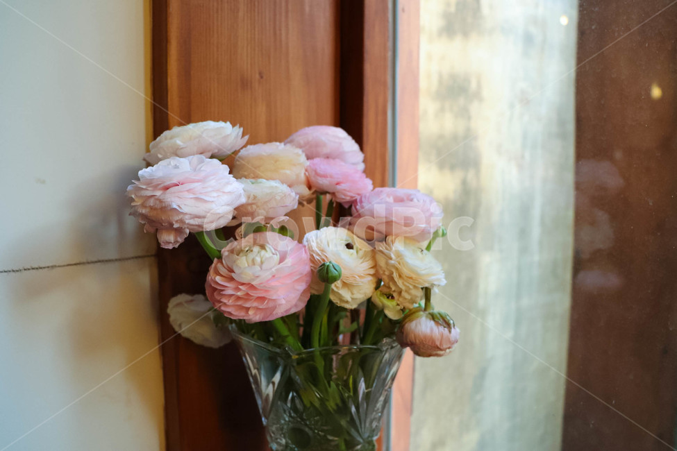 꽃,flower,화분,식물,풀,실내용화초,화분,화초,house plant