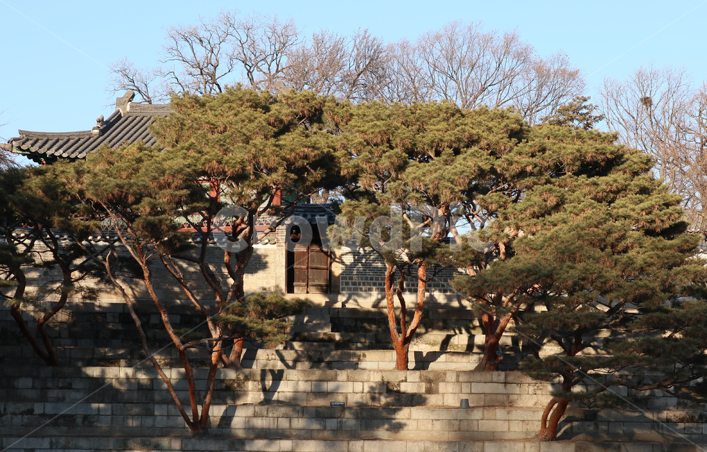 창덕궁,조선,나무,대문,전통,궁,한국전통,한국문화,korean traditional,korean culture,랜드마크,landmark,tourist attraction,한국랜드마크,한국관광지,한국명소,korea landmark,korea tourist attraction,건축물,건물외관,exterior,building,structure,architecture,construction