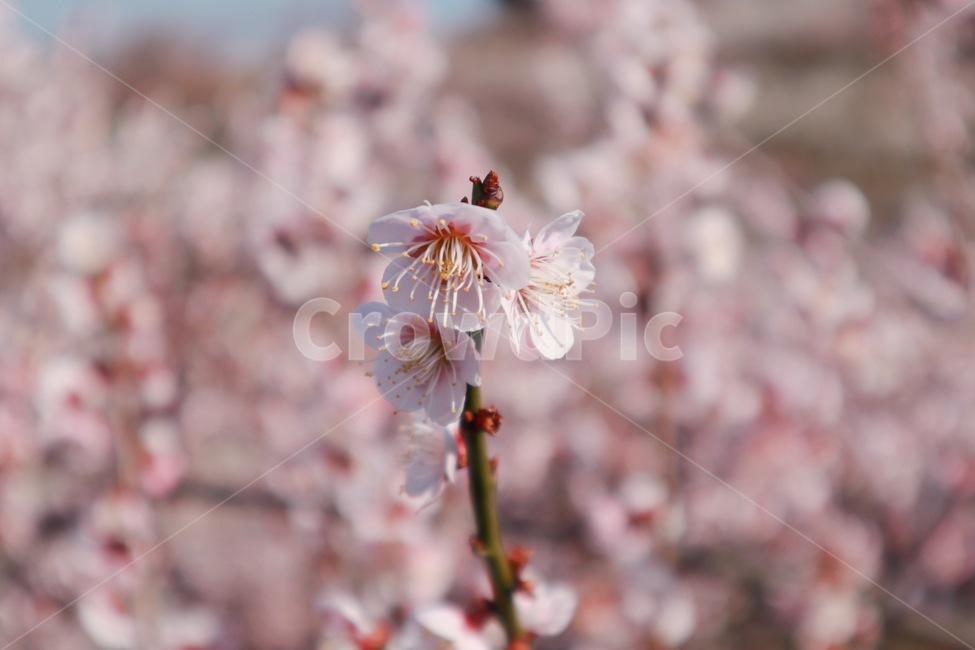 꽃,매화,홍매화,봄,봄꽃,blossom,식물,plant,flower