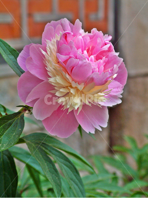 작약,작양화,여러해살이풀,연분홍색,관상용,약용,식물,자연,plants,nature,꽃,flower