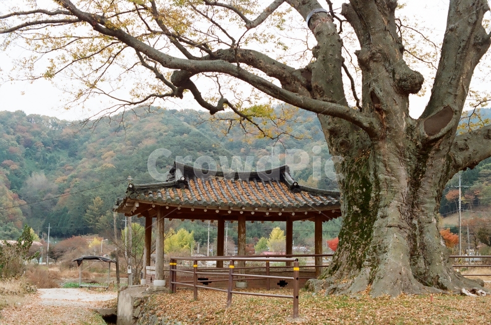 가을,풍경사진,landscape,출사,가을풍경,단풍,은행,감성,쓸쓸함,필름사진,필름,고목,거목,마을어귀,마을,시골,가을,계절,fall,autumn,season,시골,마을,풍경,landscape,country,rural,town,한국전통,한국문화,korean traditional,korean culture,식물,자연,plants,nature,나무,trees,wood