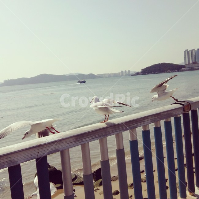 갈매기,부산,해운대,바다,해변,난간,자연,새,동물,animal,조류,새,birds
