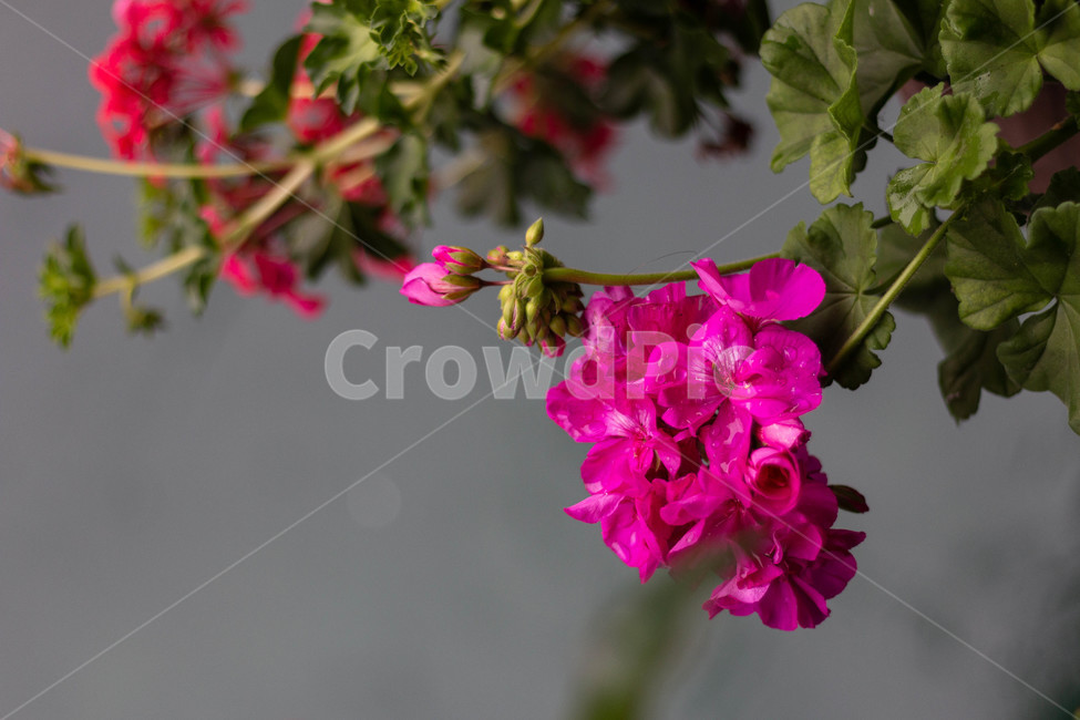 꽃,빗방울,flower,식물,자연,raindrop,nature,식물,자연,plants,nature,꽃,flower