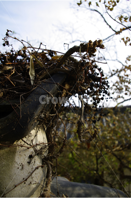 기와,담장,담,한옥,한국,전통가옥,고택,넝쿨,자연,풍경,nature,landscape