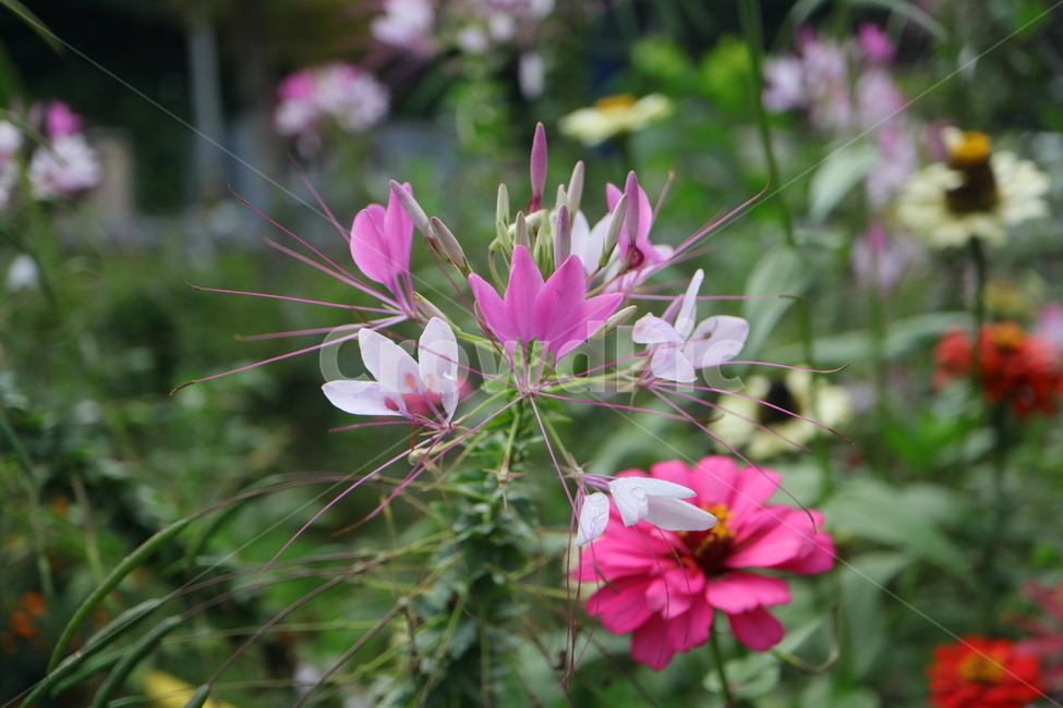 plant,식물,flower,꽃,blossom,풍접초,cleomehassleriana,tarenayahassleriana,양귀비목,백화채,양각채,거미꽃,spiderflower,거미식물,spiderplant,분홍색여왕,pinkqueen,할아버지수염,grandfatherswhiskers
