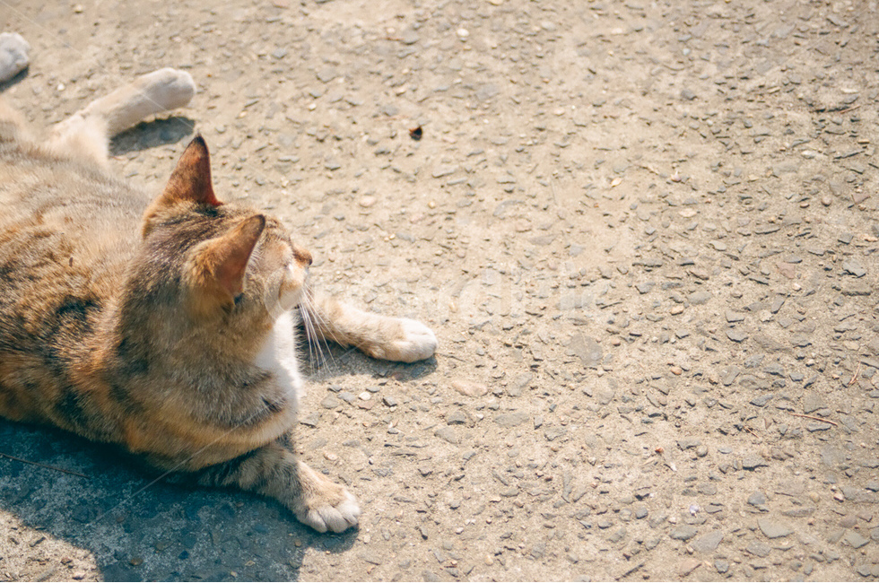 고양이,길고양이,cat,동물,animals,냐옹이,귀여움