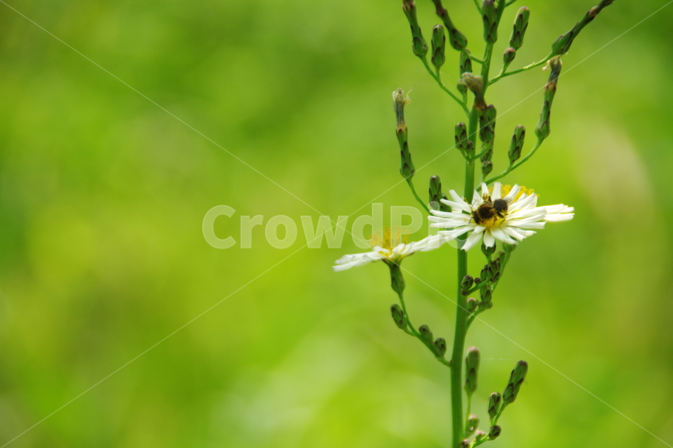 잡초,꽃,꿀벌,벌,식물,식물,자연,plants,nature,곤충,벌레,insect,bug