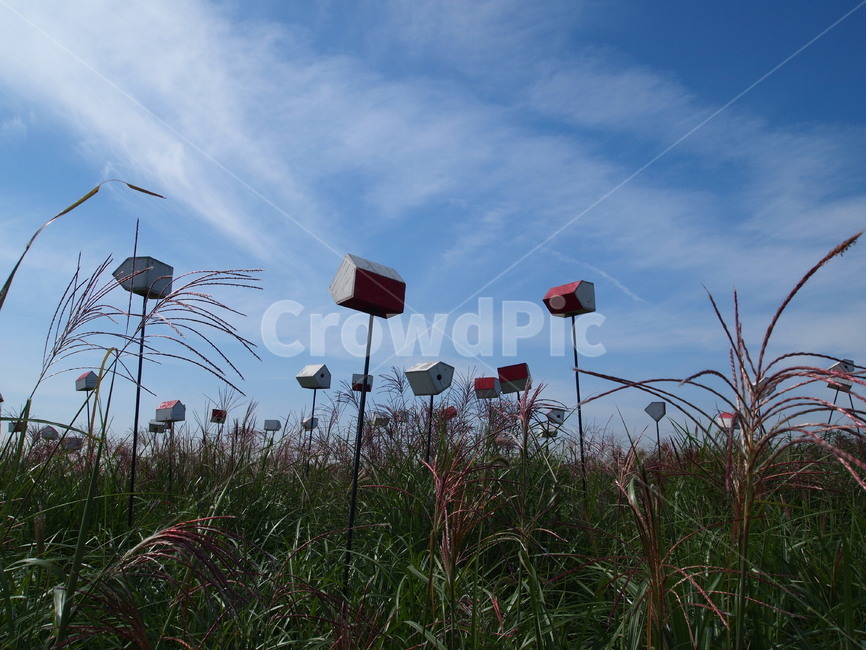 하늘공원,코스모스,가을,가을하늘,새집,하늘,가을,계절,fall,autumn,season,grass,잔디,plant,식물