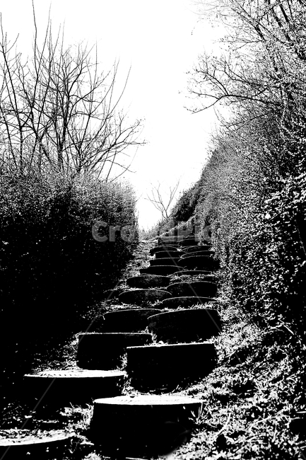 돌길,길,식물,자연,배경,풍경,자연,풍경,nature,landscape,흑백,모노톤,monochrome,black and white,handrail,난간,banister,rail,레일,train track,기찻길,transportation,교통,railway,철도