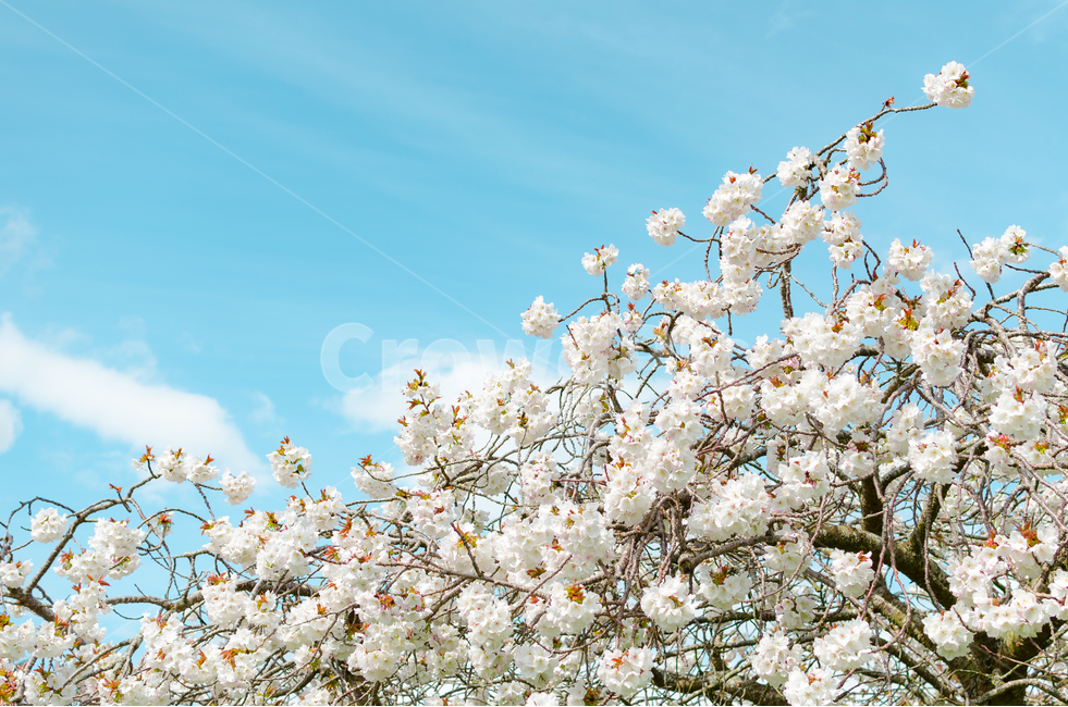 꽃,봄,자연,하늘,봄꽃,봄,계절,spring,season,식물,자연,plants,nature,꽃,flower,plant,blossom