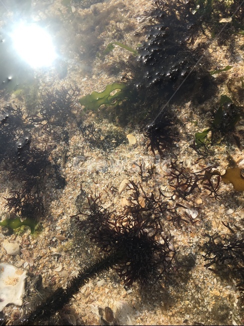 plant,식물,해초,바다,sea