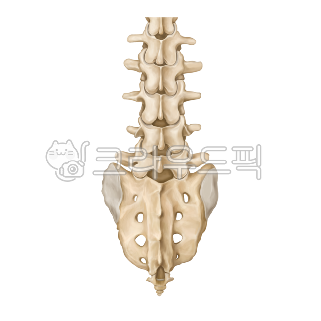 허리,허리뼈,요추,골반,갈비뼈,어깨,견갑골,척추,흉추,꼬리뼈,spine,lumbarspine,pelvic,illiac,rib,scapular,surgery,neurosurgery,orthopedic,bones,humanbones,skeleton,medicalillustration,thoracicspine