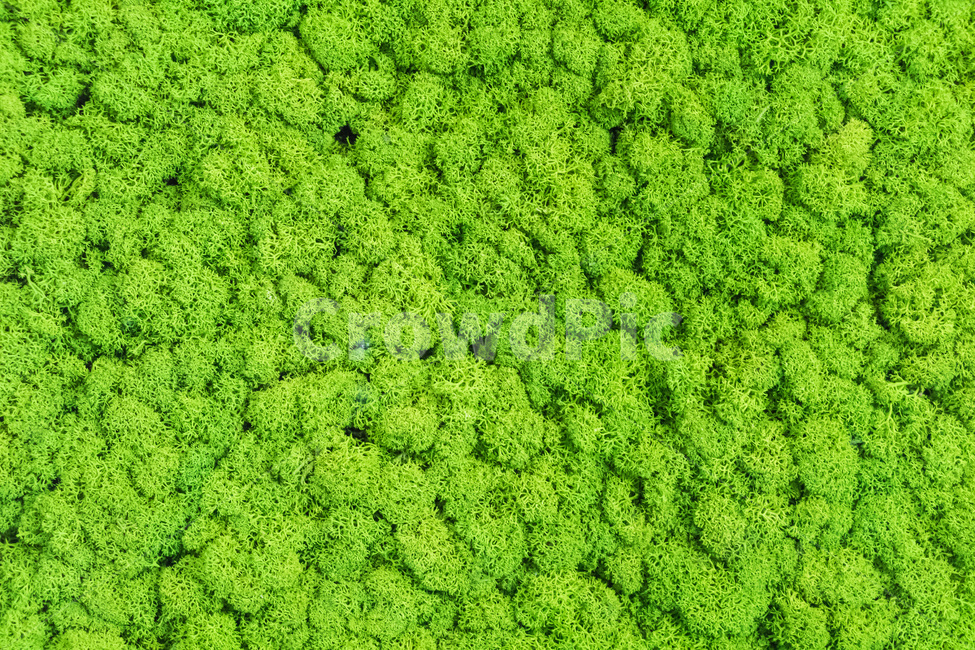 이끼,배경,초록,싱그러움,신선한,잡초,장식,텍스처,질감,패턴,texture,pattern