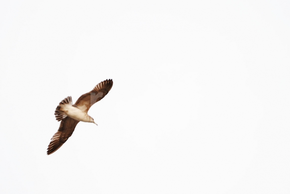 갈매기,바다,하늘,자유,비상,seagull,birds,새,sea,sky,free,조류,fly,날다,freedom,animal,동물,동물,animal,조류,새,birds,누끼,remove background