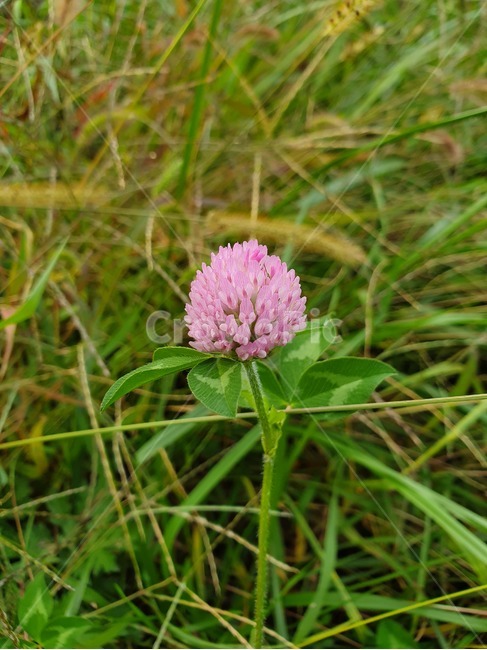 plant,식물,꽃,flower,보라색,식물,자연,plants,nature,꽃,flower