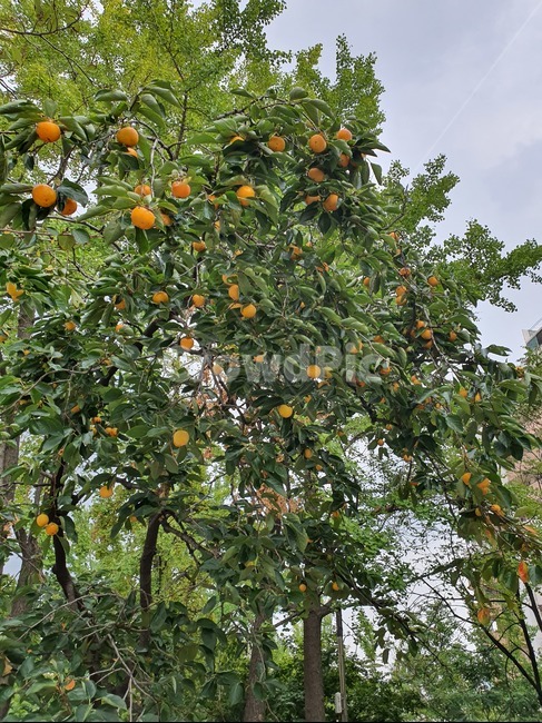 plant,fruit,과일,food,식품,감,감나무,식물,가을,가을과일