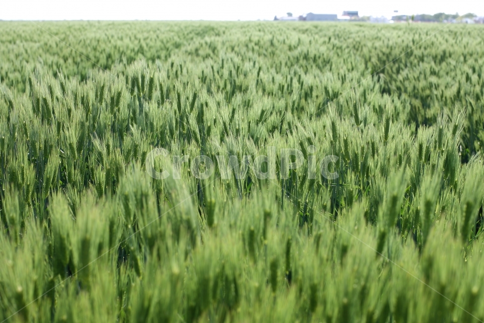 보리,청보리,자연,풍경,봄,자연,풍경,nature,landscape,plant,식물,vegetation,초목