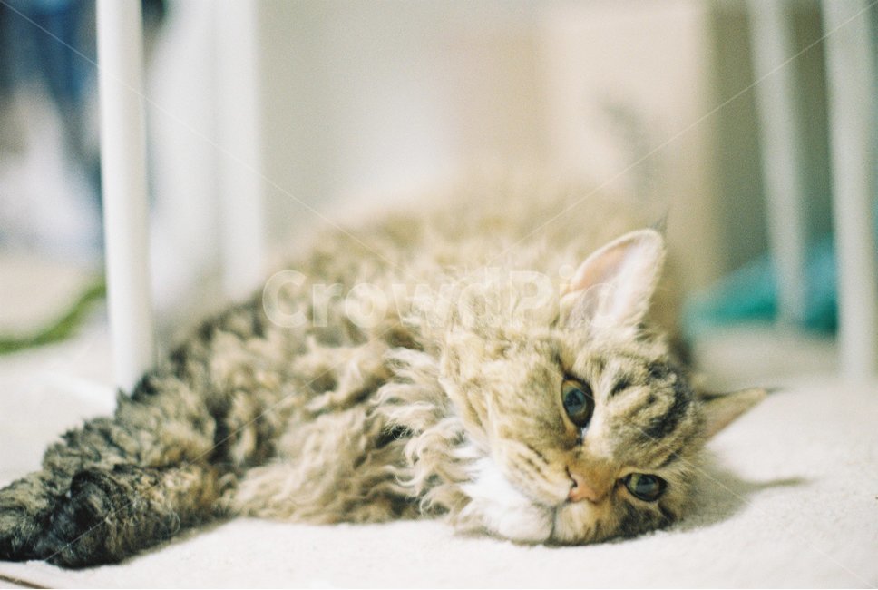 고양이,셀커크렉스,selkirkrex,동물,귀여운,실내,cat,cute,indoor,옥탑방,눈동자,반려동물,동물,animal,포유류,mammal,고양이,cat,kitten,kitty,감성,sensible,feeling