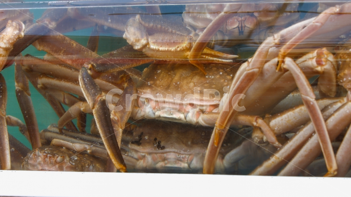 대게,게,킹크랩,꽃게,재래시장,시장,수족관,자연산,신선한,재료,음식재료,어패류,동물,영덕,육수,해산물,갑각류,음식,게찜,게탕,게구이,요리