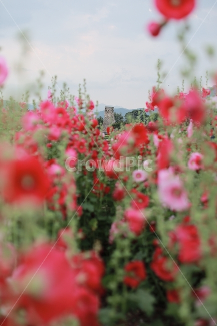 접시꽃,여름풍경,첨성대,경주풍경,여름꽃,분홍꽃,한국전통,한국문화,korean traditional,korean culture,랜드마크,landmark,tourist attraction,한국랜드마크,한국관광지,한국명소,korea landmark,korea tourist attraction,식물,자연,plants,nature,꽃,flower
