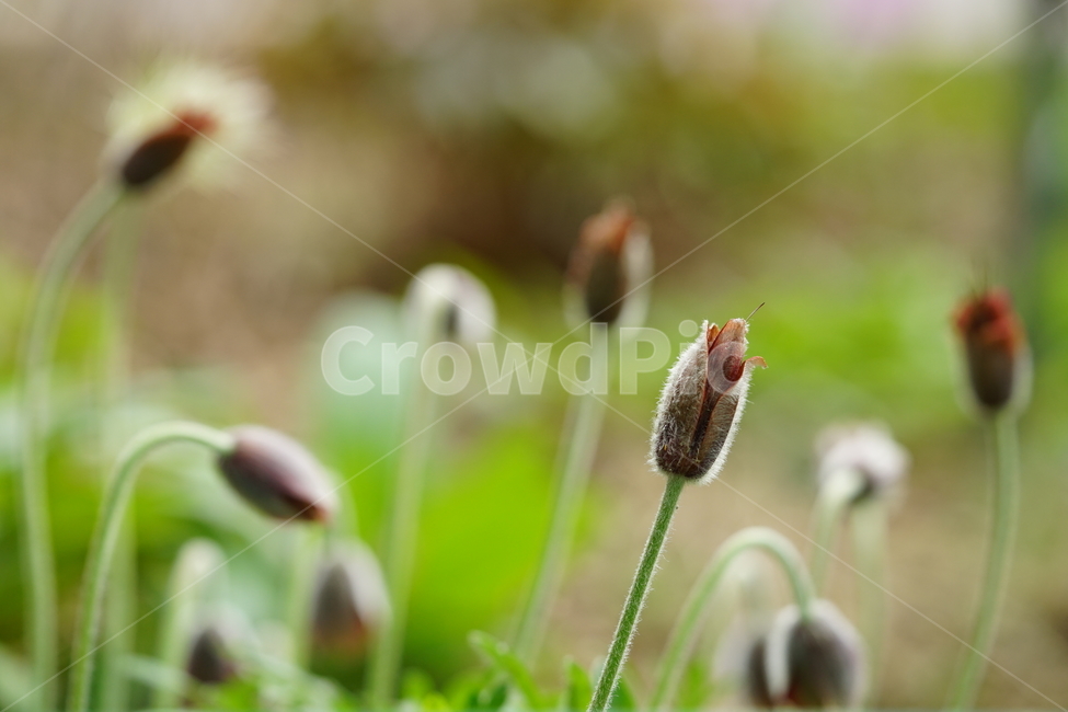 꽃,플라워,할미꽃,자연,접사,식물,생명,접사사진,풍경,꽃사진,flower,봄꽃,계절,봄,계절,spring,season,식물,자연,plants,nature,꽃,flower,감성,sensible,feeling,plant