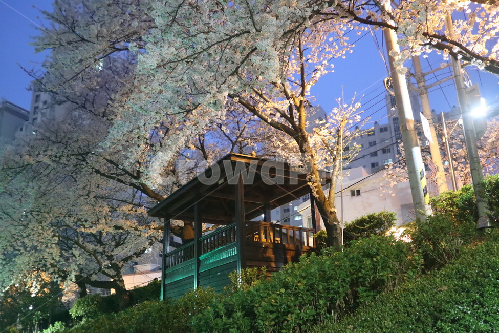 벚꽃,봄,정자,자연,저녁,저녁벚꽃
