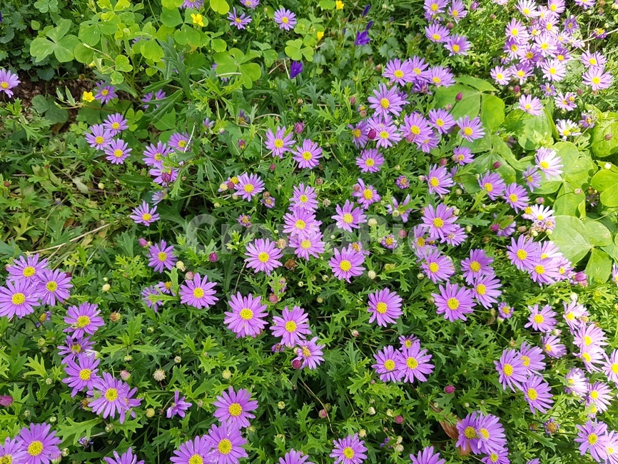 꽃,보라색꽃,식물,해국,보라색,작은꽃